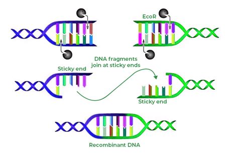 Restriction Endonucleases Products .